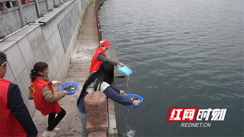 90萬尾魚苗安家永明河，江永縣“放魚養(yǎng)水”與“巡河護(hù)漁”齊步走，譜寫生態(tài)漁業(yè)與產(chǎn)業(yè)協(xié)同新篇章