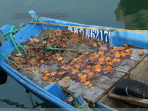 漁港靜默背后的生存挑戰(zhàn) 油貴魚少，威海大船擱淺